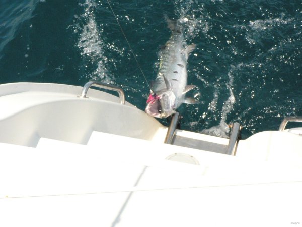 26- Un gros barracuda au bout de la ligne 
